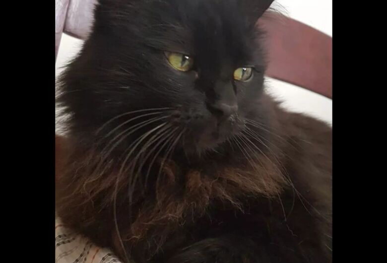Homenagem da Funerais Pet a gatinha Nenê