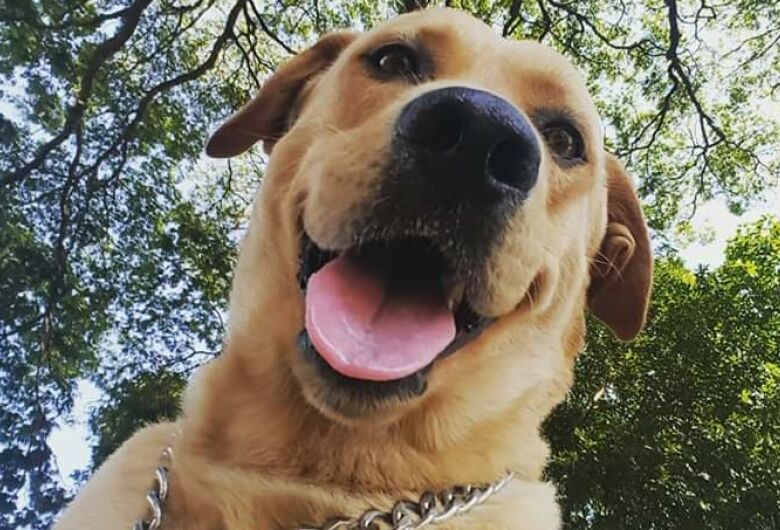 Homenagem da Funerais Pet ao cachorrinho Teddy