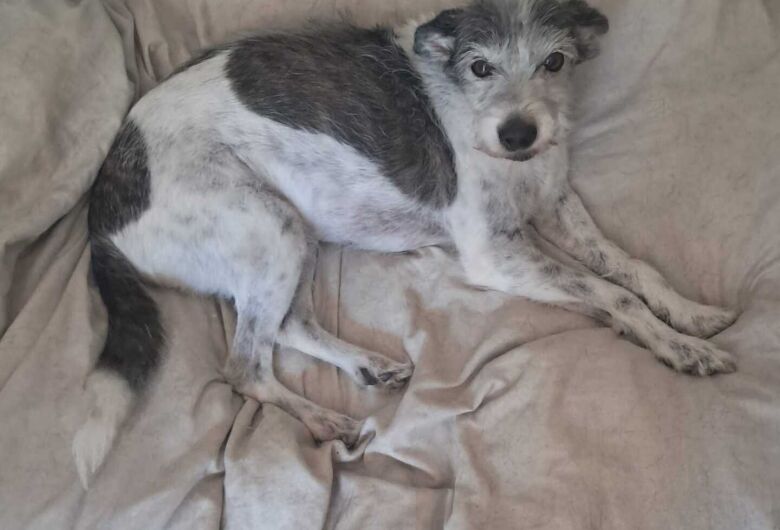 Homenagem da Funerais Pet à cachorrinha Fifi