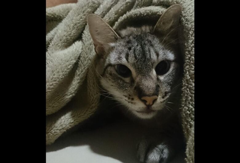 Homenagem da Funerais Pet ao gatinho Pelota