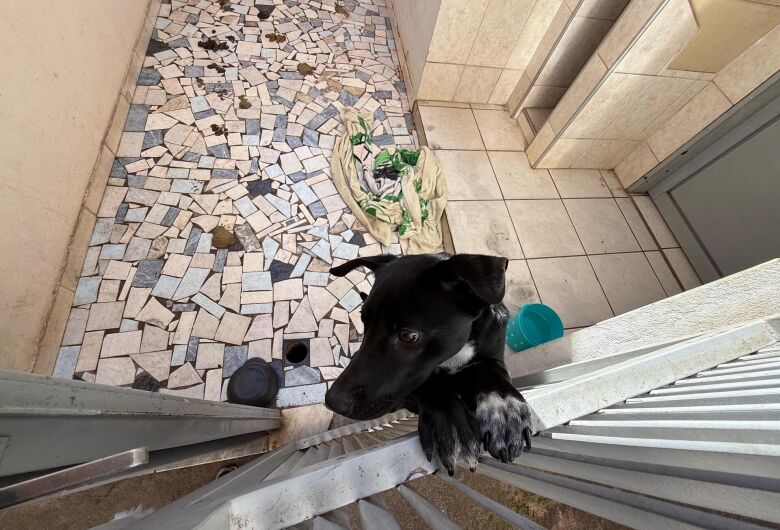 Vereador Elton registra B.O contra tutor acusado de mudar e deixar cachorro pra trás