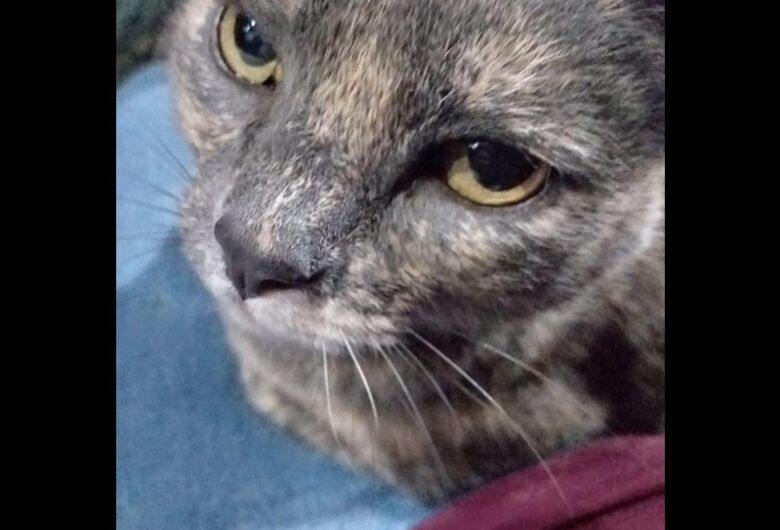 Homenagem da Funerais Pet a gatinha Véia