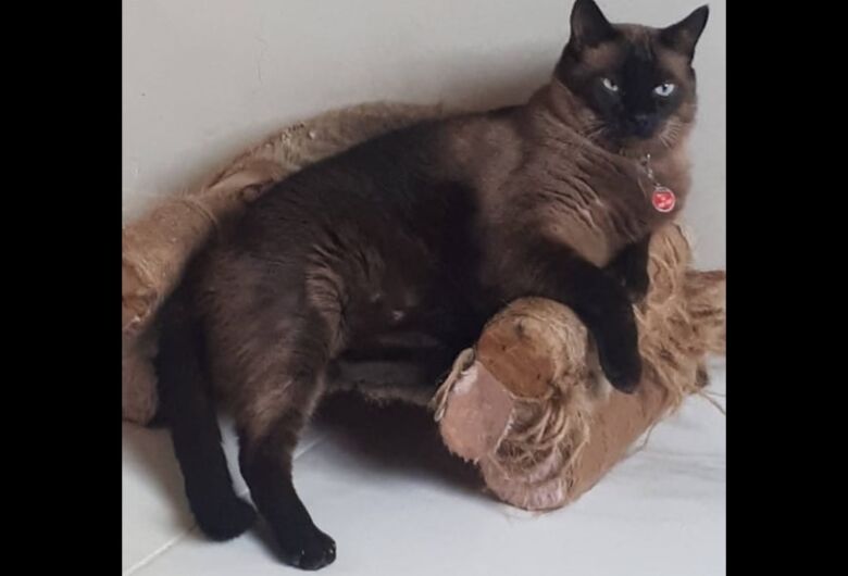 Homenagem da Funerais Pet ao gatinho Clayton