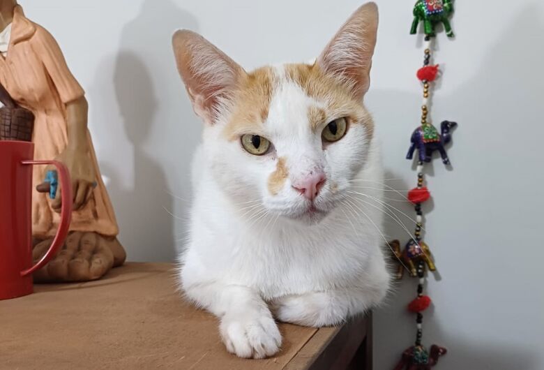 Homenagem da Funerais Pet a gatinha Loie