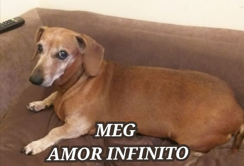 Homenagem da Funerais Pet a cachorrinha Meg