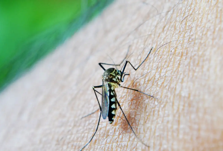 Casos de dengue seguem em queda em São Carlos