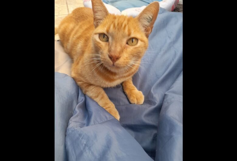 Homenagem da Funerais Pet ao gatinho Bart