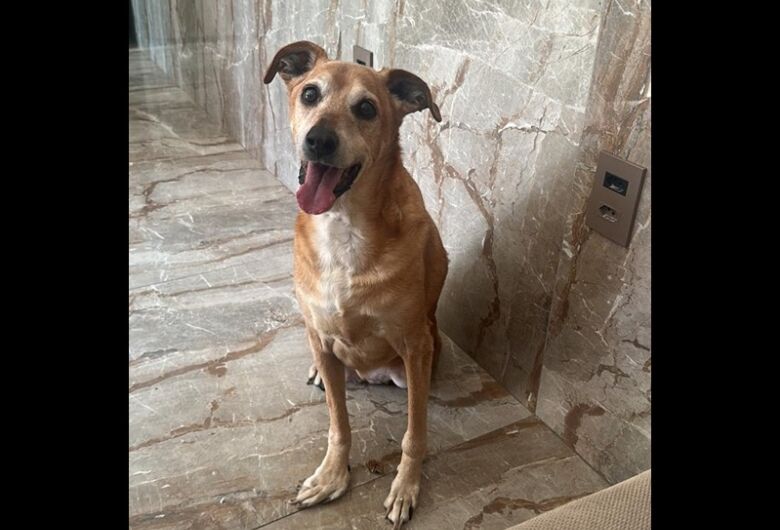 Homenagem da Funerais Pet a cachorrinha Layla