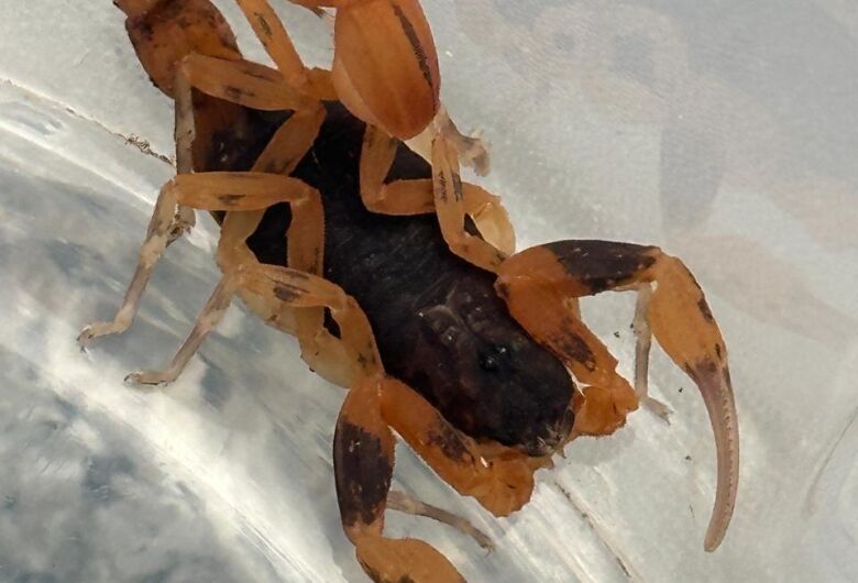 São Carlos terá programação especial na Semana Estadual de Conscientização sobre Escorpiões