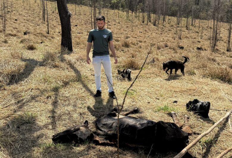 Animais morrendo de fome e sede, denuncia vereador Elton Carvalho