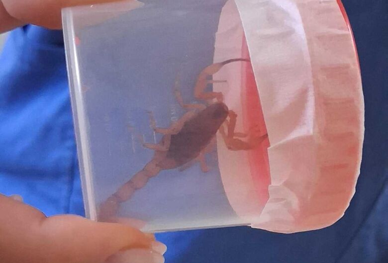 Criança é picada por escorpião dentro de casa no Jockey Clube