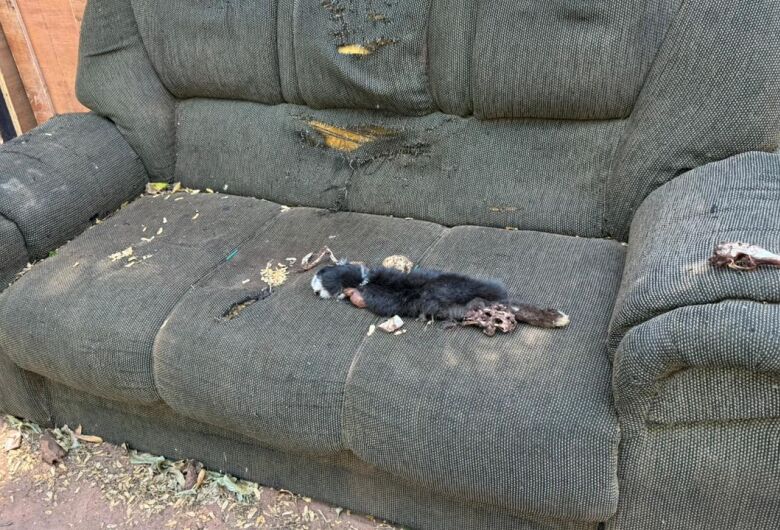 Denúncia de Elton Carvalho resulta em resgate de mais de 40 animais em São Carlos