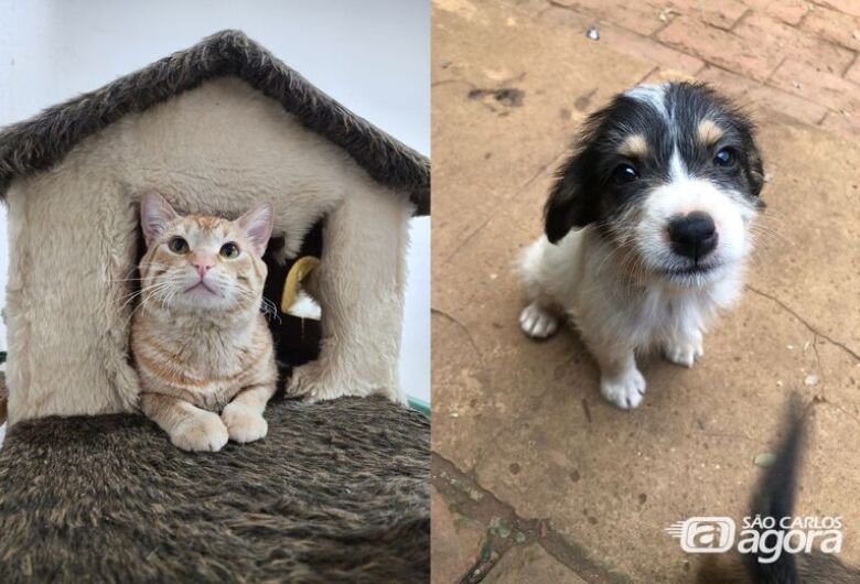 São Carlos recebe o “Bingo dos Bichos” em prol de animais resgatados
