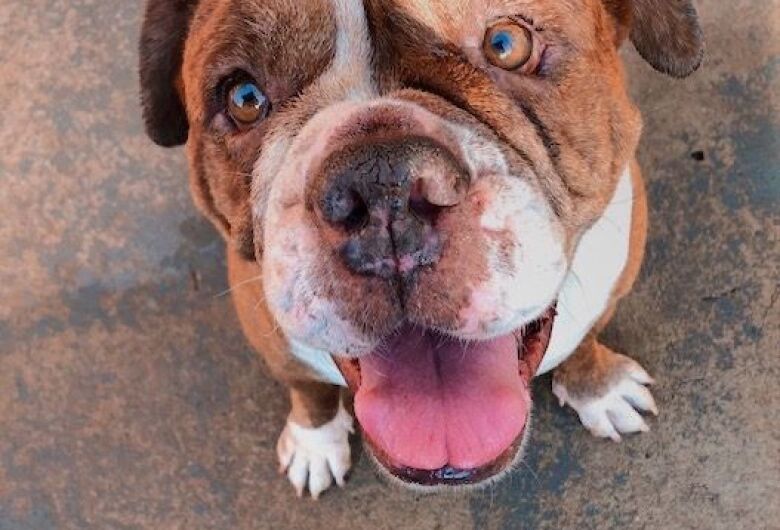 Homenagem da Funerais Pet a pet Bigorna