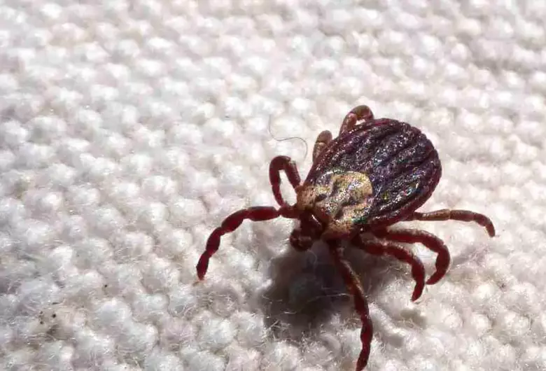 Duas mortes em Leme deixam região em alerta contra febre maculosa