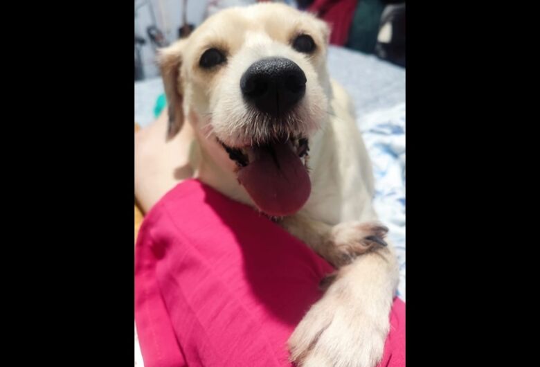 Homenagem da Funerais Pet a cachorrinha Teodora