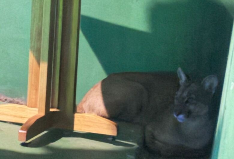 Onça-parda reaparece na região da USP e invade restaurante