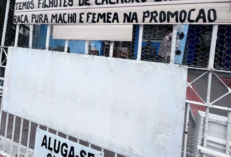 Departamento de Defesa Animal interrompe comércio ilegal e apreende cão em São Carlos