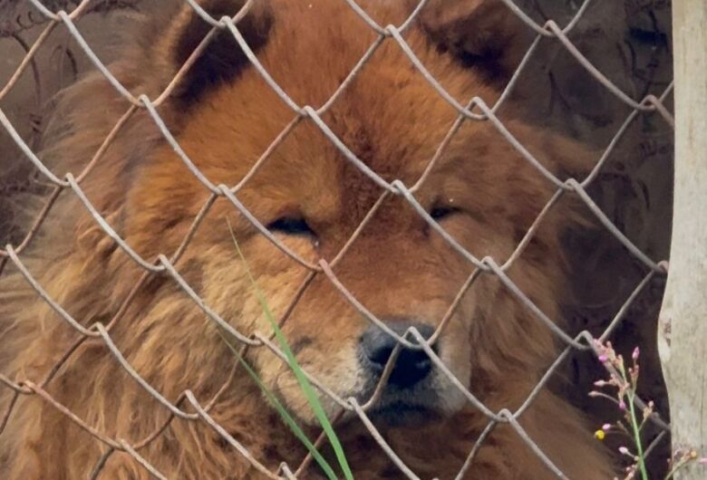 Após denúncia do vereador Elton, fiscalização resgata cães mantidos em situação de maus-tratos