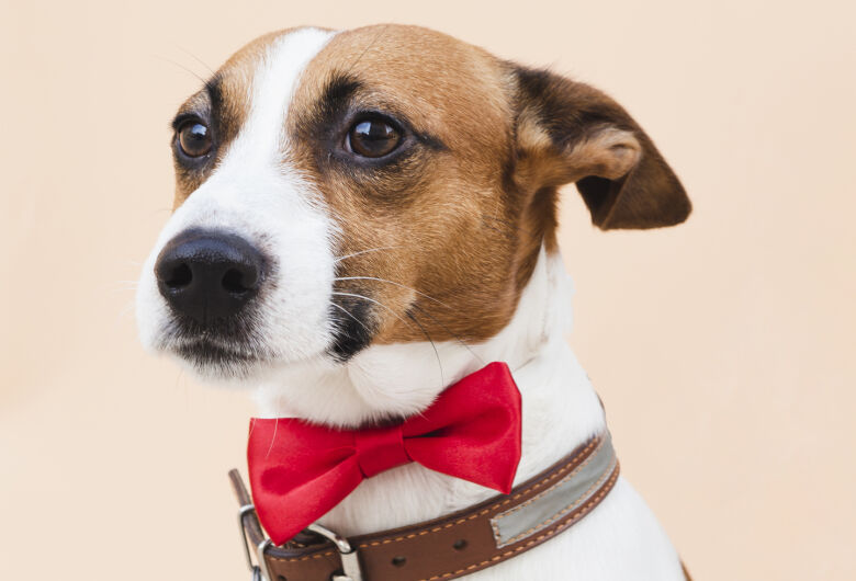 PET Computação promove ação para arrecadar itens destinados a animais domésticos no Mercado Municipal