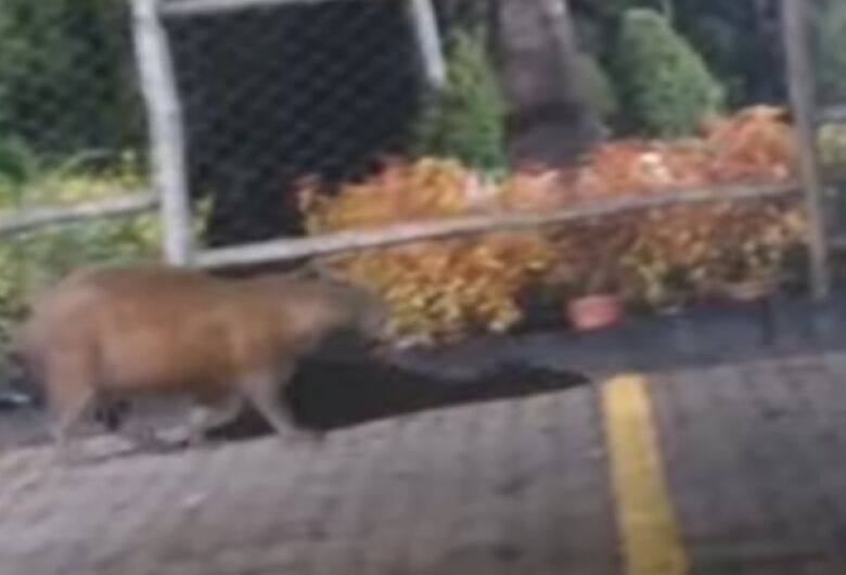 Capivara é flagrada caminhando tranquilamente em calçada na Miguel Petroni