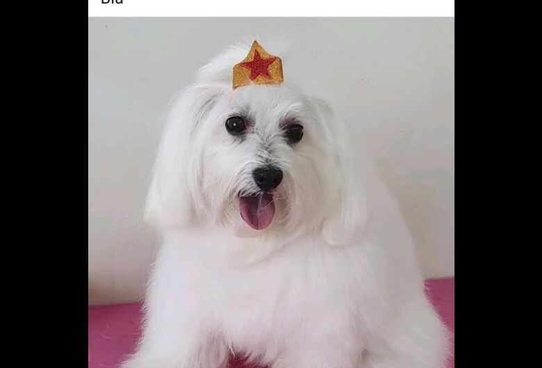 Homenagem da Funerais Pet a cachorrinha Beatriz