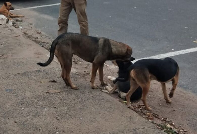 Homem é preso em flagrante por maus-tratos a filhotes de cachorro em Ibaté