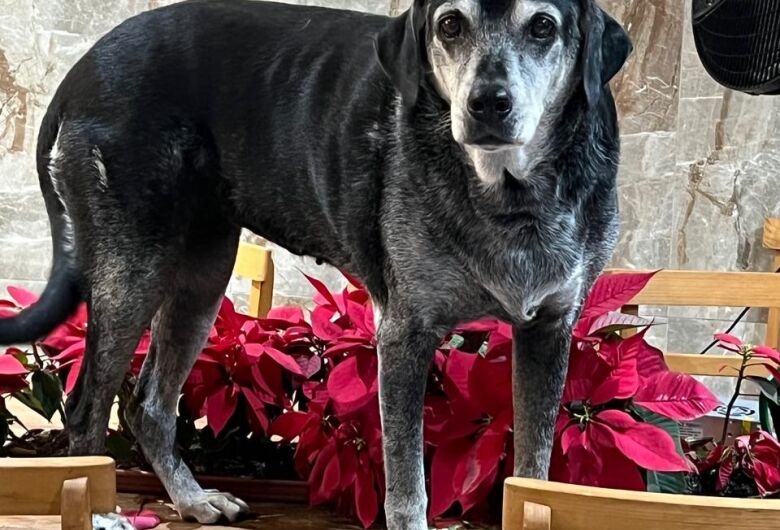 Homenagem da Funerais Pet as pets Laika e Duda