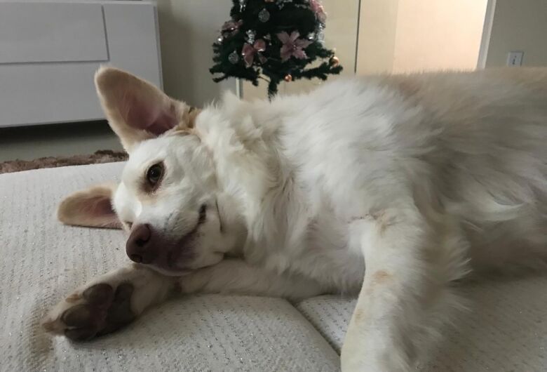 Homenagem da Funerais Pet a cachorrinha Luna