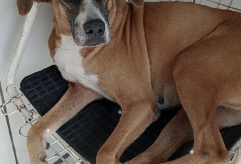 Homenagem da Funerais Pet a Pet Bernadete