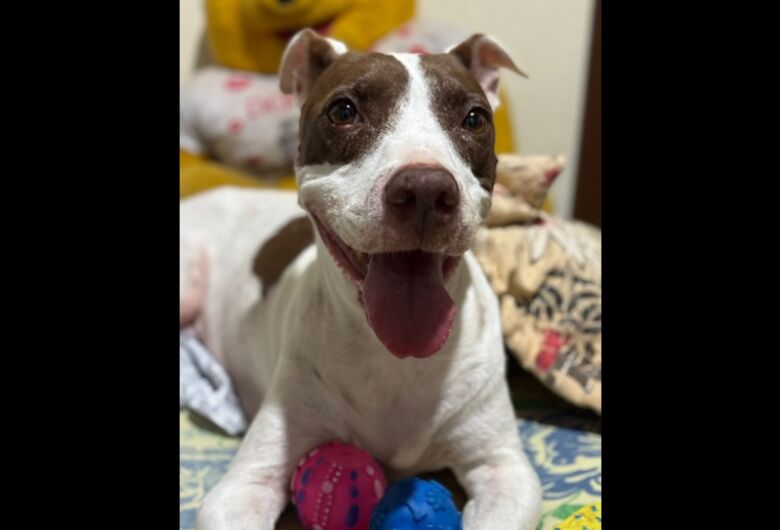 Homenagem da Funerais Pet a cachorrinha Sacha