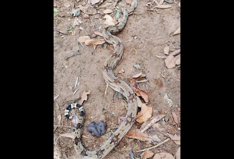 Cobra é encontrada em terreno no Jardim Tangará