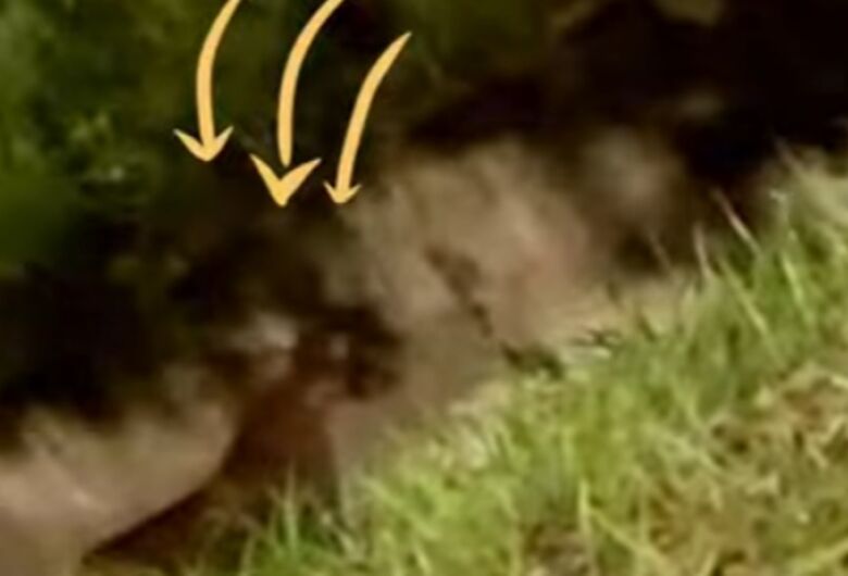 Onça-parda é vista na região da USP 1 e biólogo alerta: "manter distância e não interagir"