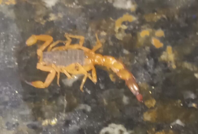 Moradora denuncia escorpiões e cobra limpeza no Douradinho