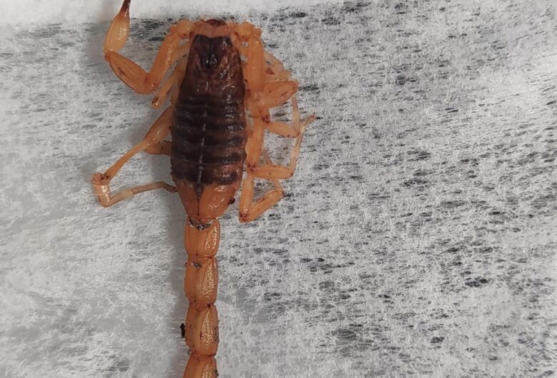 Moradores denunciam aparecimento de escorpiões no Antenor Garcia