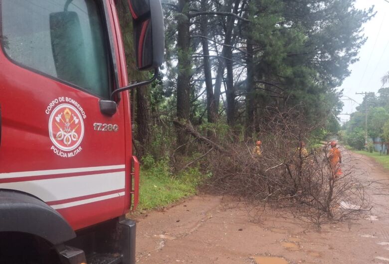 Pinheiro cai e bloqueia rua no Aracê de Santo Antônio em São Carlos