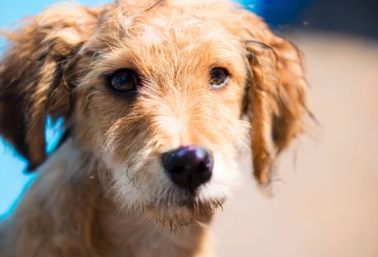 Feira Especial de Natal oferece mais de 280 animais para adoção responsável