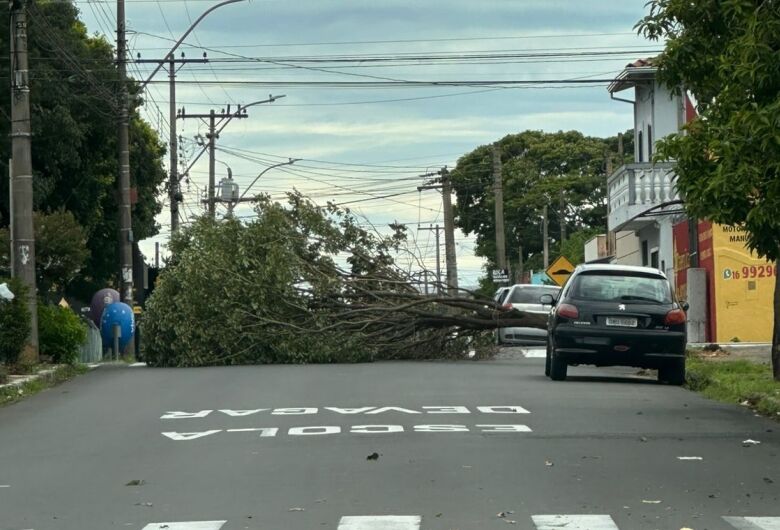 Atenção motoristas: árvore cai na Vila Prado após ventos fortes