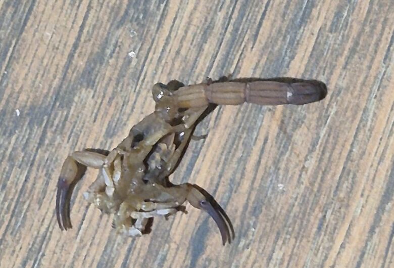 Moradores denunciam infestação de escorpiões amarelos no Jardim Acapulco