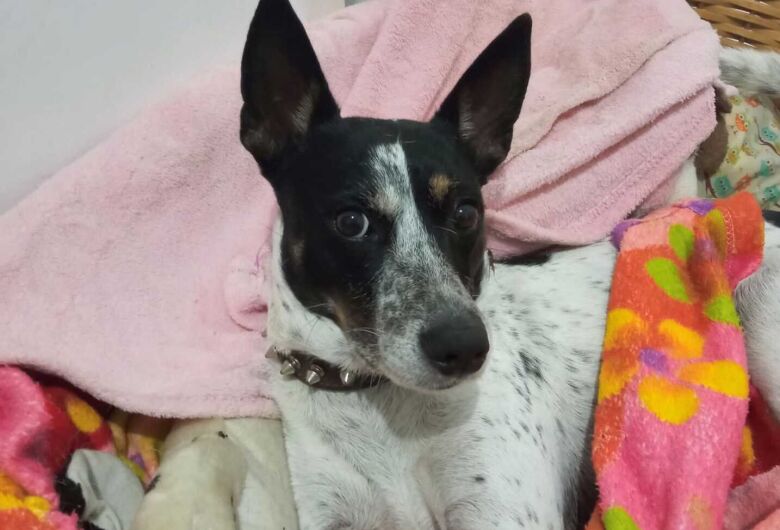 Cachorrinho morre em São Carlos após possível ingestão de caramujo africano e família faz alerta