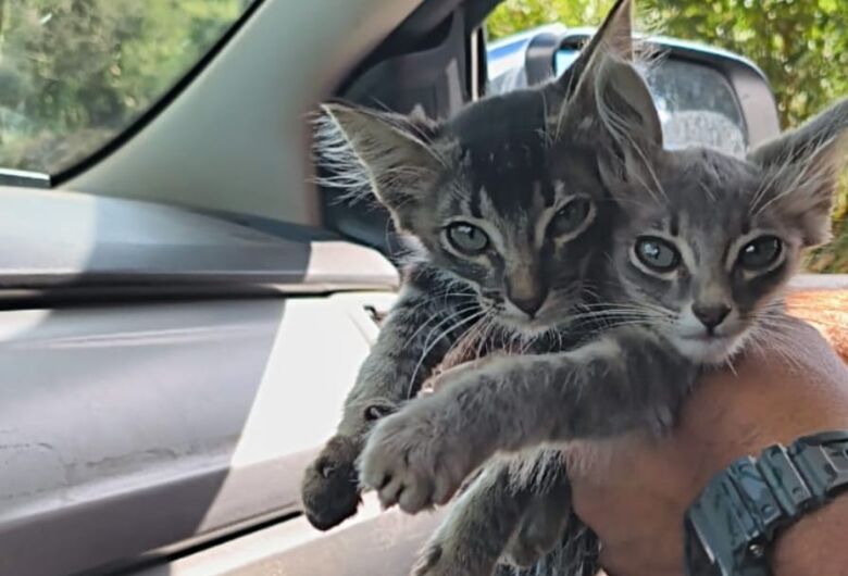 PM resgata filhotes de gatos abandonados ás margens da vicinal Domingos Innocentini em São Carlos