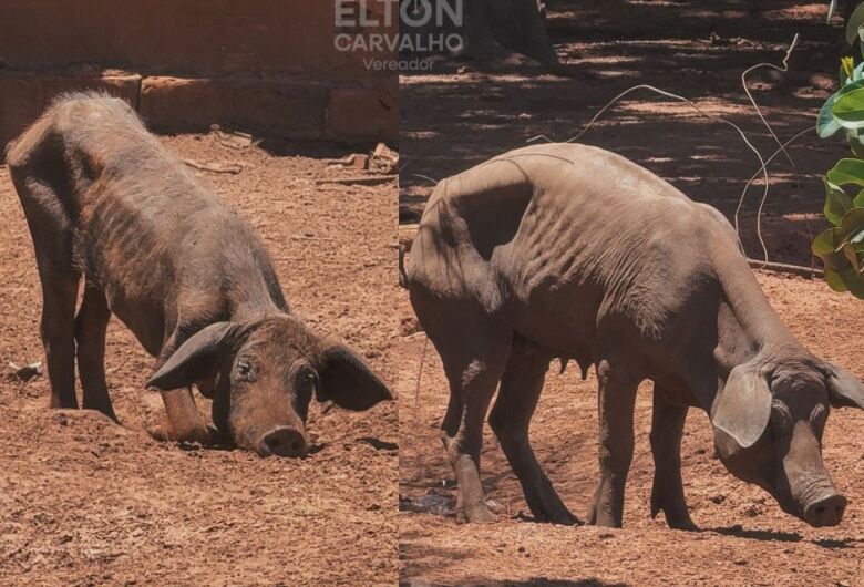 Negligência em criadouro de porcos mobiliza fiscalização através de Elton Carvalho em São Carlos 