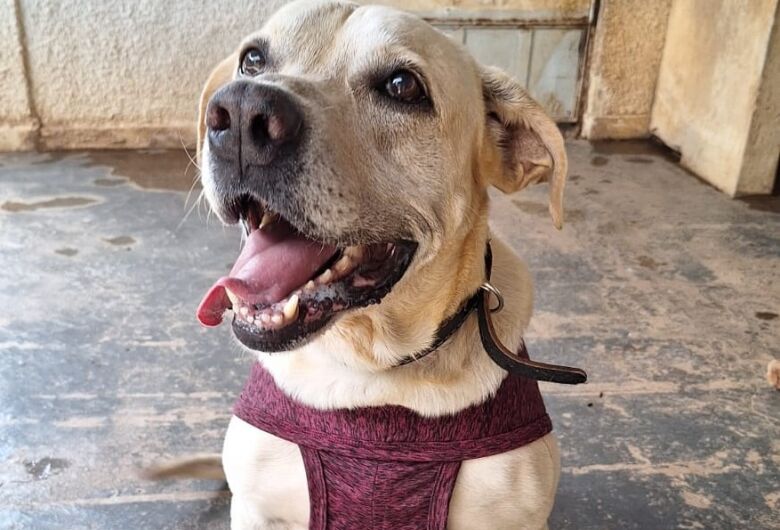 Neste sábado, Iguatemi promove evento de adoção de animais