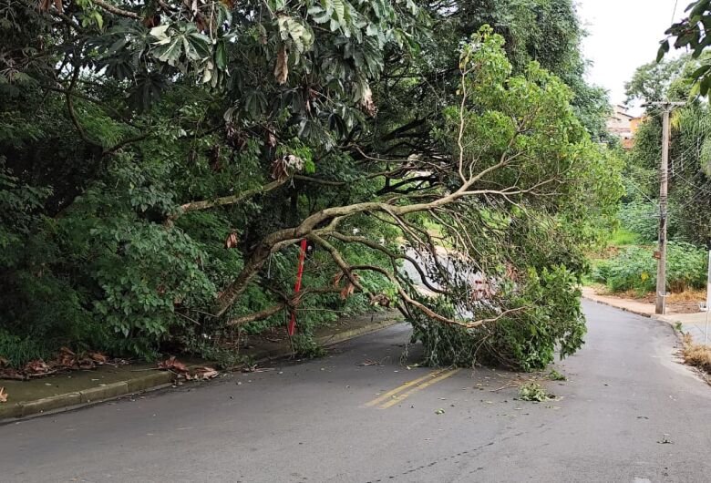 Árvore cai e interdita parcialmente rua no Jardim Cardinali