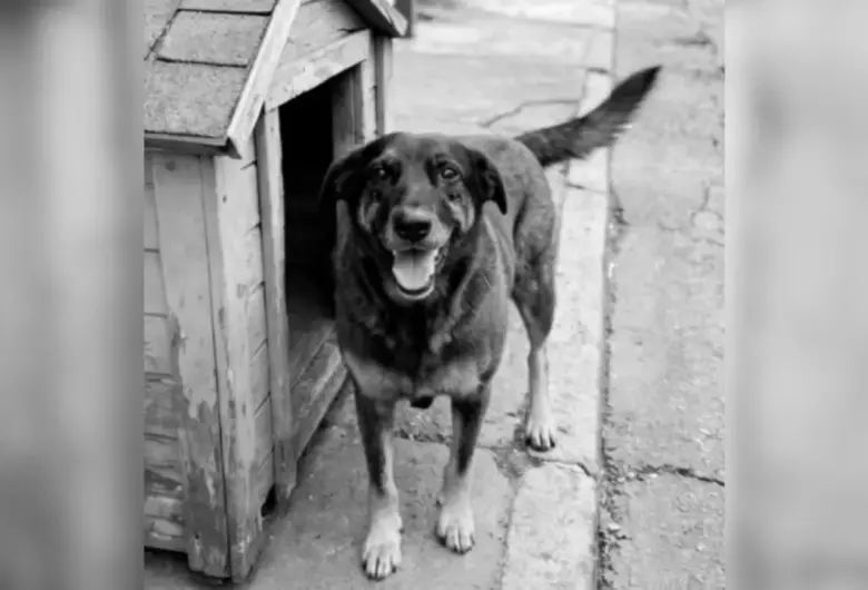Morte do cão Orelha reacende debate sobre punições por maus-tratos a animais no Brasil