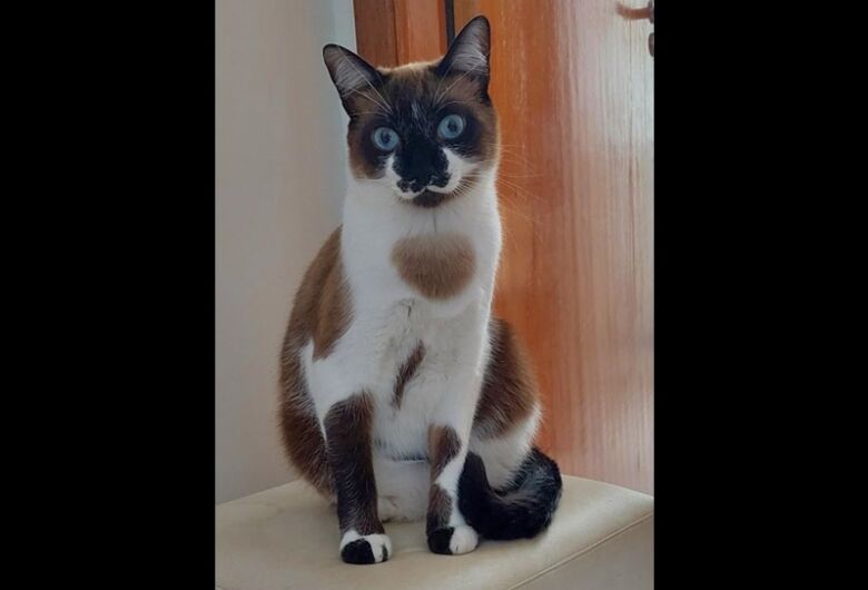 Homenagem da Funerais Pet ao gatinho Dante