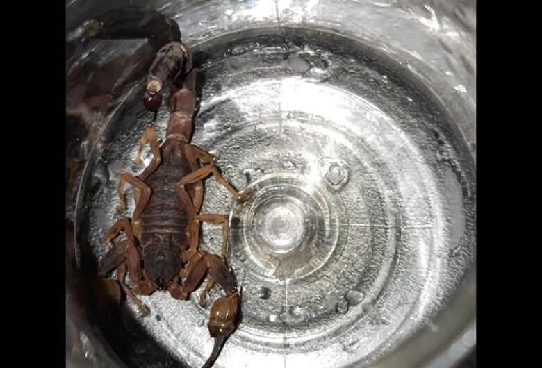 Morador encontra escorpião em casa no Planalto Paraíso