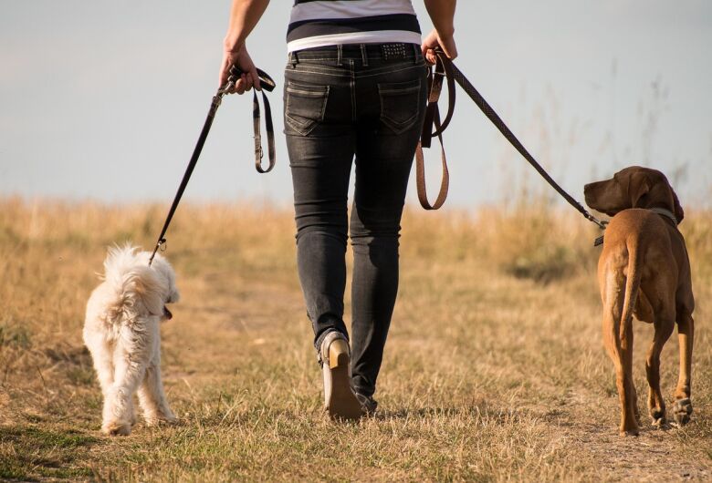 Câmara aprova projeto que regulamenta pet sitters e dog walkers no Brasil
