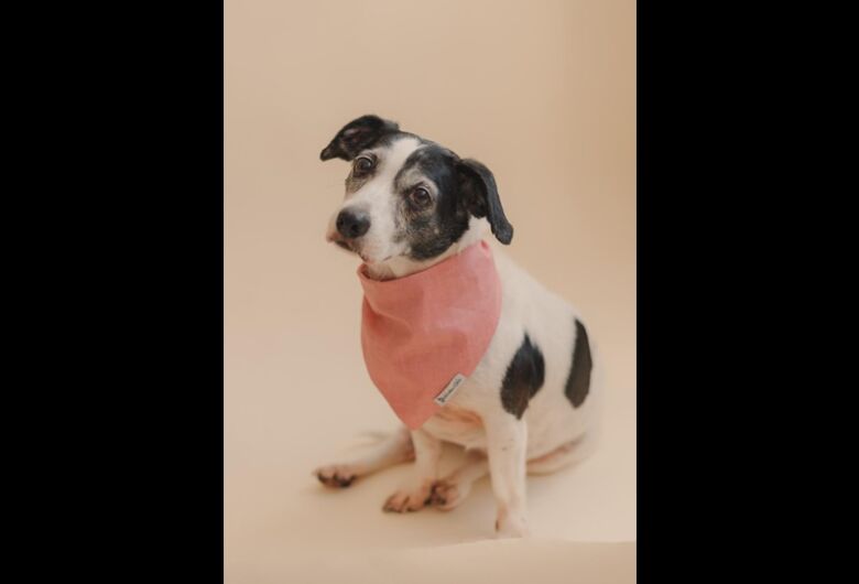 Homenagem da Funerais Pet a cachorrinha Lara