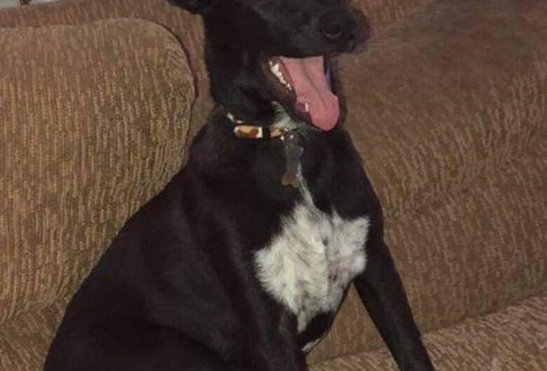 Homenagem da Funerais Pet a cachorrinha Pretinha